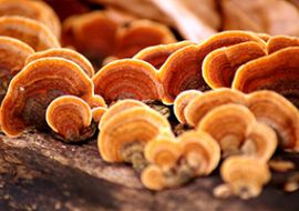 Shiitake, Reishi: houby pro zdraví