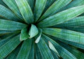 Yucca - detoxikační kůra